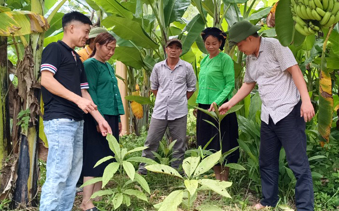 Hội Nông dân xã Khánh Hòa huyện Lục Yên kiểm tra mô hình trồng cây khôi nhung của hội viên được triển khai trên địa bàn.